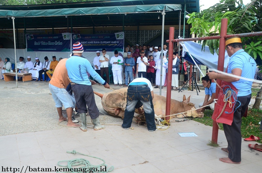Walikota Batam H. Muhammad Rudi Serahkan Hewan Qurban Berukuran Jumbo