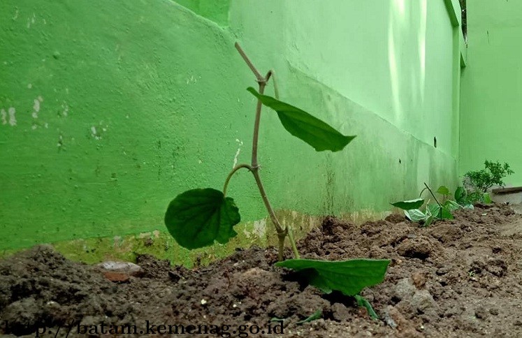 Kemenag Batam Buat Apotik Hidup
