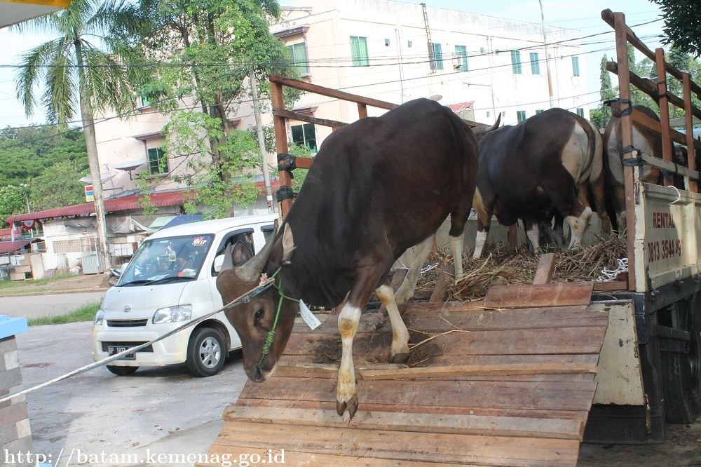 Kemenag Batam Potong 16 Ekor Hewan Qurban