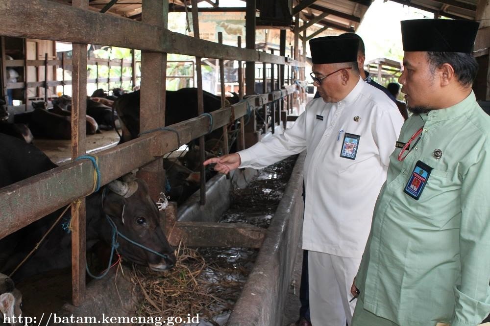 Kemenag Tinjau Hewan Qurban 1439 H